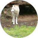 Amar SADI profile picture